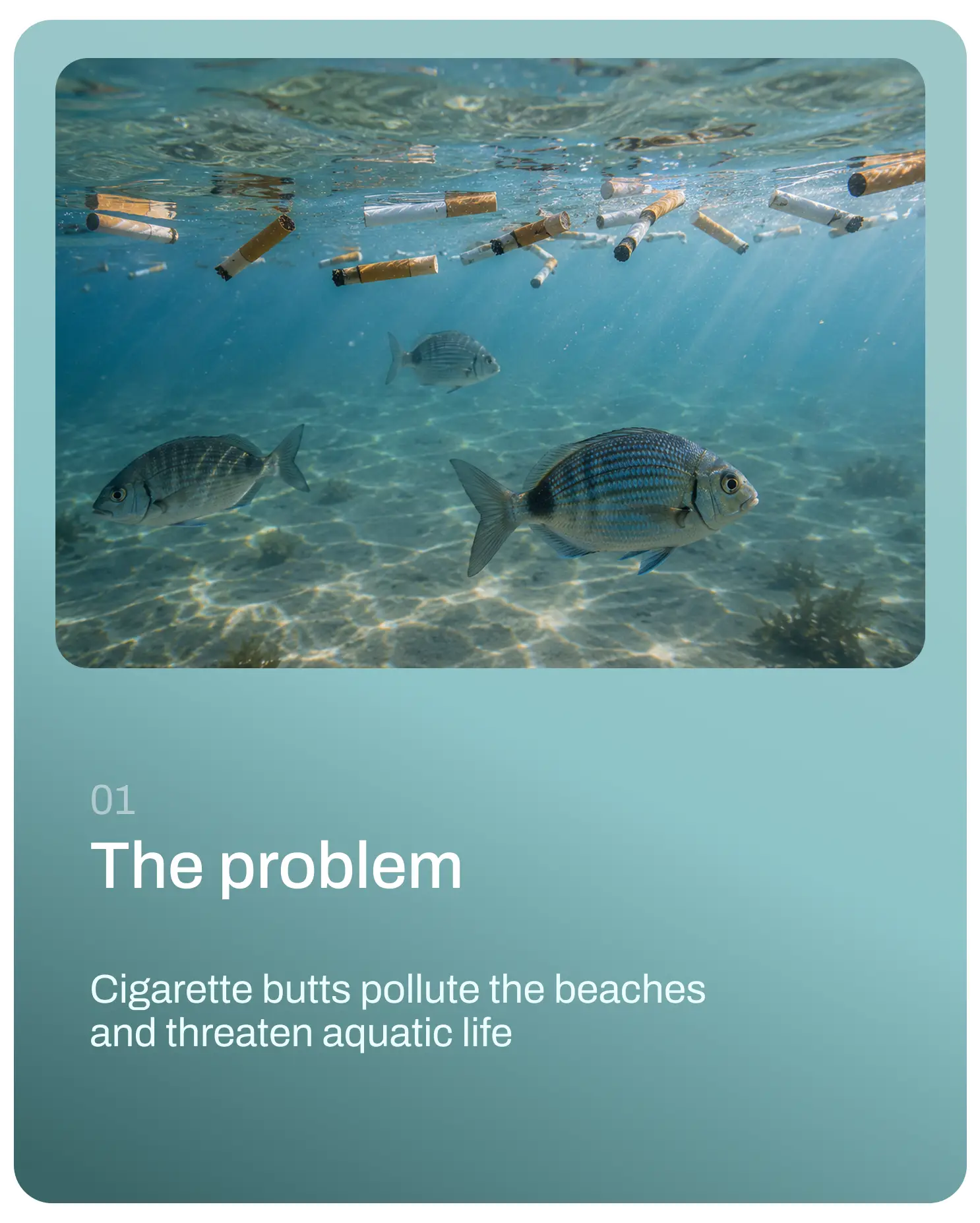 Buy a Leash, Save a Fish — packaging on the beach